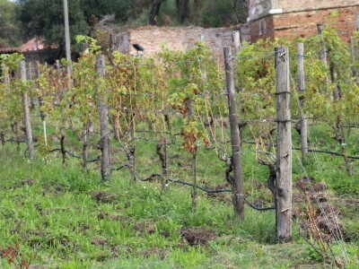 Vinarija Venissa tek nekoliko centimetara nad morem