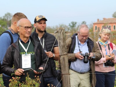 Vinarija Venissa tek nekoliko centimetara nad morem