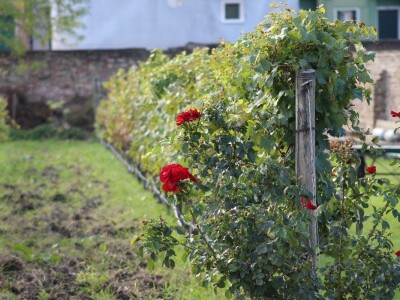 Vinarija Venissa tek nekoliko centimetara nad morem