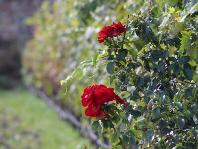 Vinarija Venissa tek nekoliko centimetara nad morem
