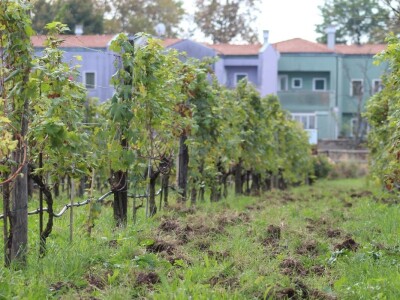 Vinarija Venissa tek nekoliko centimetara nad morem