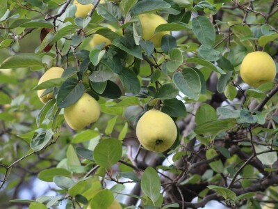 Vinarija Venissa tek nekoliko centimetara nad morem