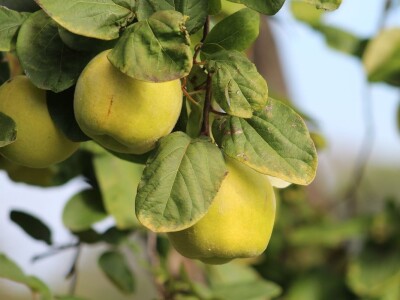 Vinarija Venissa tek nekoliko centimetara nad morem