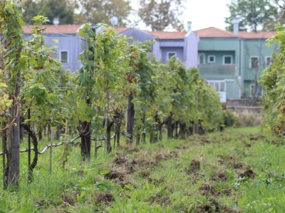 Vinarija Venissa tek nekoliko centimetara nad morem