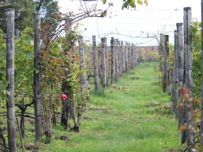 Vinarija Venissa tek nekoliko centimetara nad morem