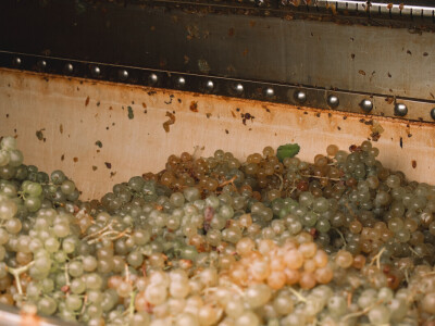 Vinarija Vitus - čuvari autohtonih zagorskih sorti vinove loze