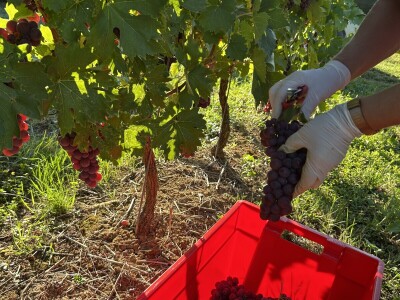 Vinarija Vitus - čuvari autohtonih zagorskih sorti vinove loze