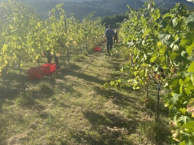 Vinarija Vitus - čuvari autohtonih zagorskih sorti vinove loze