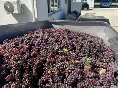Vinarija Vitus - čuvari autohtonih zagorskih sorti vinove loze