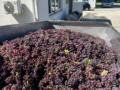 Vinarija Vitus - čuvari autohtonih zagorskih sorti vinove loze