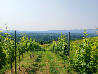 Vinarija Vitus - čuvari autohtonih zagorskih sorti vinove loze