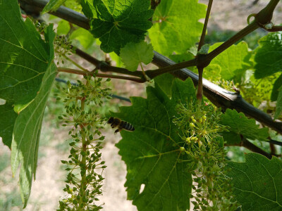 Vinarija Vitus - čuvari autohtonih zagorskih sorti vinove loze