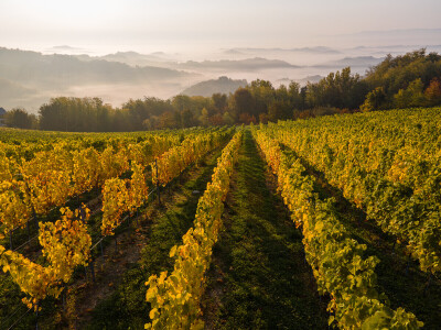 Vinarija Vitus - čuvari autohtonih zagorskih sorti vinove loze