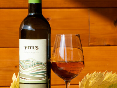 Vinarija Vitus - čuvari autohtonih zagorskih sorti vinove loze