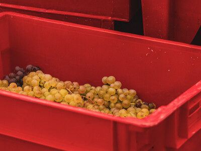 Vinarija Vitus - čuvari autohtonih zagorskih sorti vinove loze