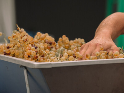 Vinarija Vitus - čuvari autohtonih zagorskih sorti vinove loze