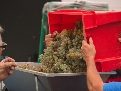 Vinarija Vitus - čuvari autohtonih zagorskih sorti vinove loze