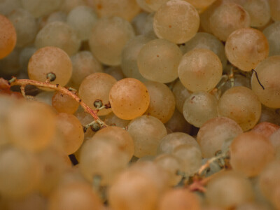 Vinarija Vitus - čuvari autohtonih zagorskih sorti vinove loze