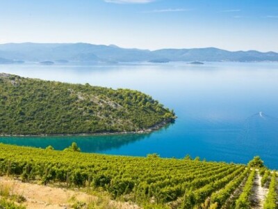 Vinogradi Volarević na Pelješcu