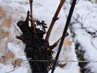 Vinceška Belje 2024