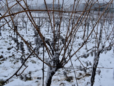 Vinceška Belje 2024