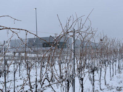 Vinceška Belje 2024