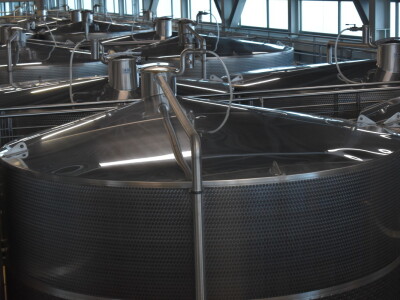 Vinceška Belje 2024