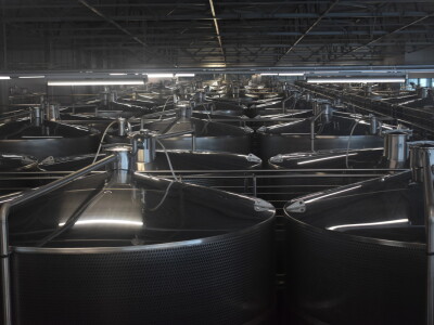 Vinceška Belje 2024