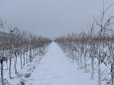 Vinceška Belje 2024