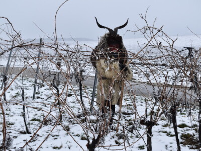 Vinceška Belje 2024