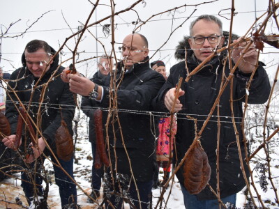 Vinceška Belje 2024