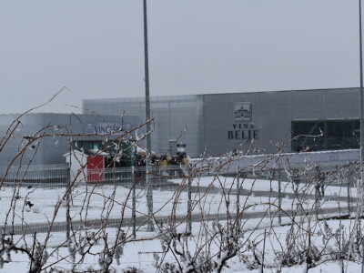 Vinceška Belje 2024