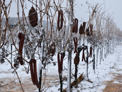 Vinceška Belje 2024