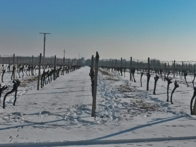 Vinceška 2017. Belje Vinceška 2017. Belje
