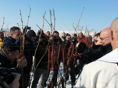 Vinceška 2017. Belje Vinceška 2017. Belje