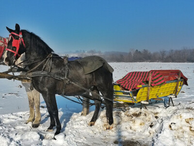 Vinceška 2017. Belje Vinceška 2017. Belje