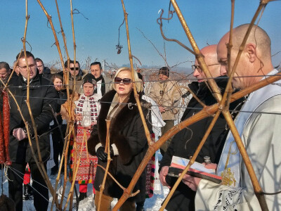 Vinceška 2017. Belje Vinceška 2017. Belje