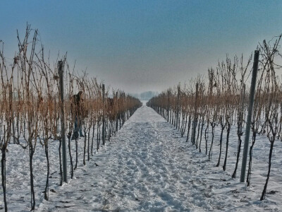 Vinceška 2017. Belje Vinceška 2017. Belje
