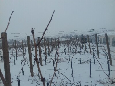 Vinceška u Mandićevcu