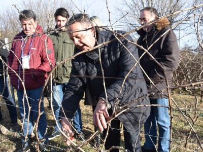 VINKOVO U STANKOVCIMA - 22. degustacija vina Sjeverne Dalmacije Vinkovo 2019