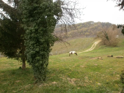 Nepregledni vinograd