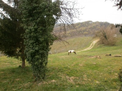 Nepregledni vinograd