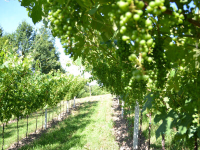 Vinogradi bogato rodili, na jesen proizvodnja žepačkog vina Vinogradi bogato rodili, na jesen proizvodnja žepačkog vina