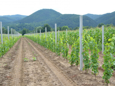Vinogradi bogato rodili, na jesen proizvodnja žepačkog vina Vinogradi bogato rodili, na jesen proizvodnja žepačkog vina