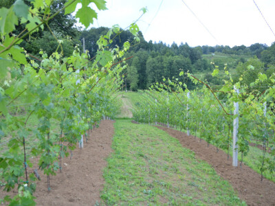 Vinogradi bogato rodili, na jesen proizvodnja žepačkog vina Vinogradi bogato rodili, na jesen proizvodnja žepačkog vina