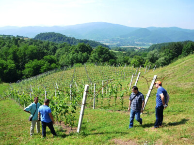 Vinogradi bogato rodili, na jesen proizvodnja žepačkog vina Vinogradi bogato rodili, na jesen proizvodnja žepačkog vina