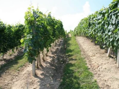 Vinograd