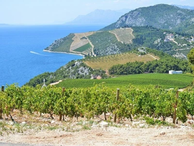 Vinogorje Komarna