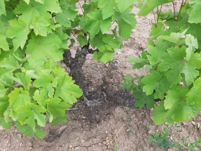 Vinograd