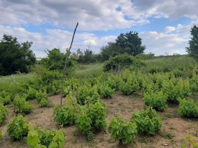 Vinograd